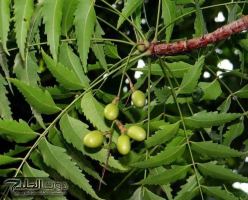 «نهاية الألم للأبد بلا مسكنات ولا كيماويات».. العشبة السحرية الخارقة التي تزيل كل أنواع الآلام وتعيد النشاط