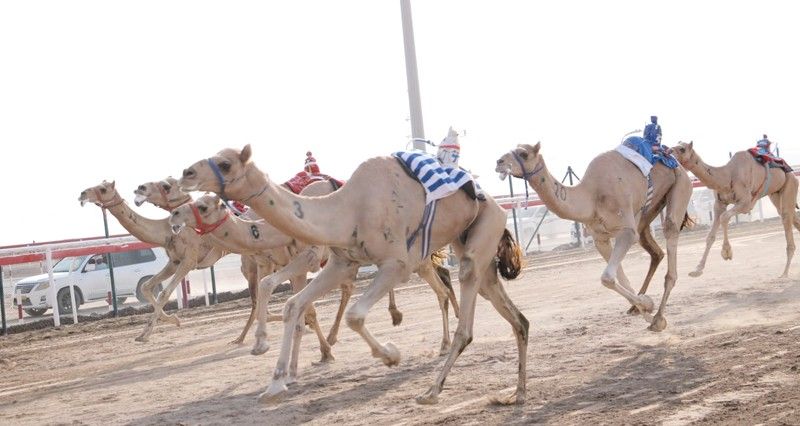 12 شوطا حافلا بالإثارة فـي سباقات الهجن الأهلية بميدان البشائر فـي أدم