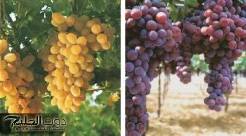 "ماتفتكرش الموضوع سهل!!".. تحذير صادم من طبيب بشأن خطأ فادح يرتكبه الكثيرون عند تناول العنب