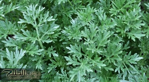 معجزة ربانية نزلت من السماء .. عشبه سحرية تقضي على تنظف القولون وتعزز وظائف الكلي وتنقي الكبد من السموم