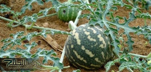 “ضاع عمرنا واحنا منعرفش” .. عشبة جبارة تخفض السكر التراكمي في الدم فوراً خلال 30 دقيقة| أقوى من إبر