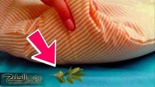 ضعي «أوراق الغار» أسفل الوسادة.. وراقبي ماذا يحدث لكِ خلال الليل