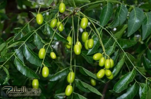 «نهاية الألم للأبد بلا مسكنات ولا كيماويات».. العشبة السحرية الخارقة التي تزيل كل أنواع الآلام وتعيد النشاط