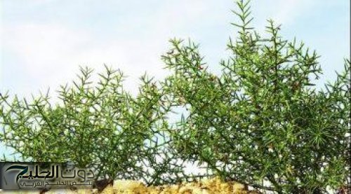 حيرت العالم كله .. عشبة ربانية تنمو في الصحراء تعالج السرطان نهائيا وتقتل الورم بدون جراحة ولا حتي كيماوي ..