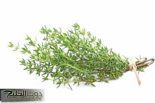 شعرك هيهفف من النعومة.. عشبة برية فوائدها غير تقليدية.. نبتة طبيعية ستبهرك بنتائجها الغير متوقعة خلال فترة