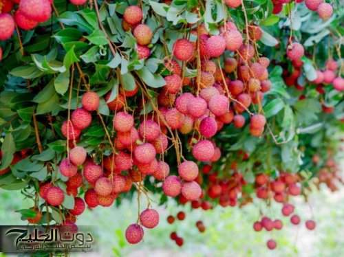 العشبة المعجزة.. نبات يؤخر الشيخوخة ويقلل من علامات تقدم السن.. هترجعي شباب لو عمرك اكثر من 70 سنه