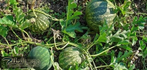 “ السعودية والإمارات هيتجننوا عليها ” .. أفضل عشبة سحرية تخفض السكر التراكمي في الدم فوراً خلال 30 دقيقة