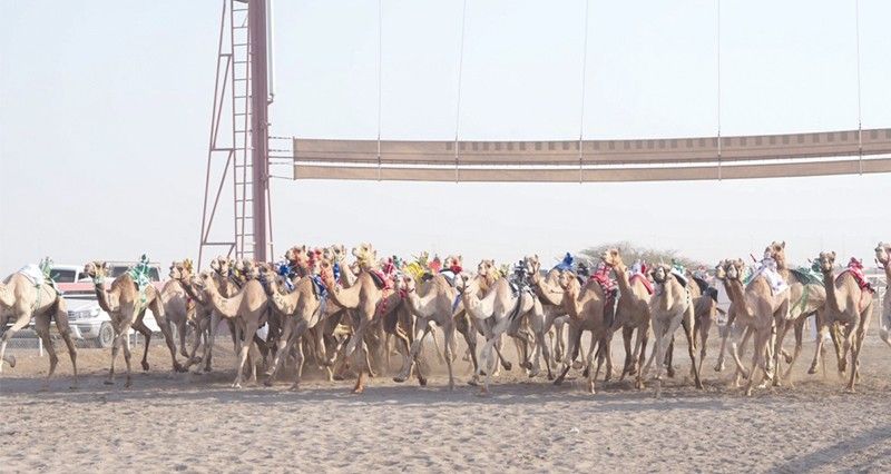 26 شوطا فـي سباقات الهجن الأهلية ببركاء