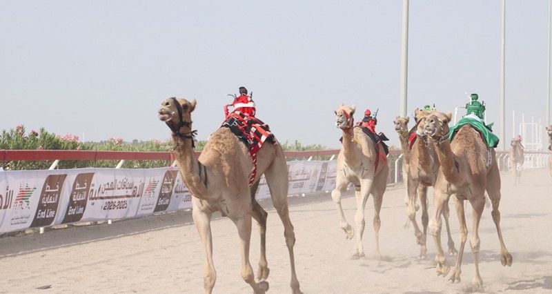 23 شوطا للحجائج واللقايا فـي السباق الثاني لمهرجان سباقات الهجن الأهلية بأدم