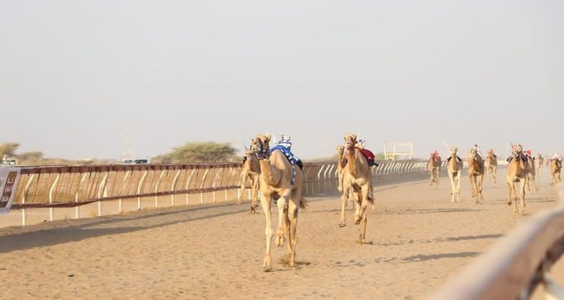 ختام منافسات اليوم الثاني لسباقات الهجن الأهلية بولاية بركاء