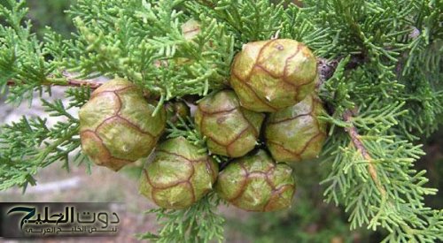 «كنز رباني لا يقدر بثمن!» .. عشبة نزلت من السماء تفتت الحصوات تخفض السكر التراكمي تنقي الكبد وتنظف الكلى