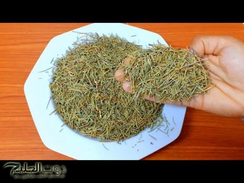 حسن ذاكرتك فى 60 ثانية.. كيف يدعم استنشاق عشبة الروز مارى صحة المخ