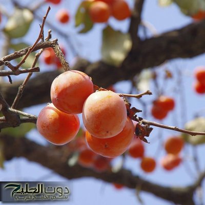 «هدية نازلة من السماء..!!» عشبة تخلصك من الكرش ودهون البطن نهائيا في ثلاث ايام فقط رخيصة