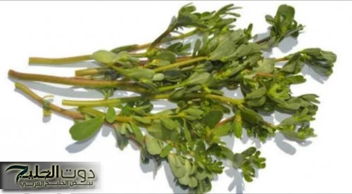 الكل هينبهر من جمالك…عشبة العجائب برائحة الجنه أذهلت العالم نبات موجود بالقرب منك دون أن تعلم أنه يعيد اليك