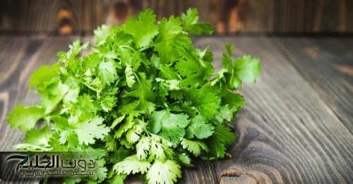 «عشبة من الجنة»... تفتت الحصوات وتخفض السكر التراكمي وتنظف الكبد من السموم وتعزز وظائف الكلى