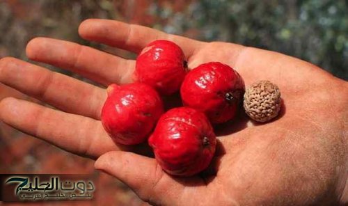 معجزة ربانيه.... اكتشاف ثمرة طبيعية تعالج السرطان والورم الخبيث في دقائق و لا تترك له أي أثر