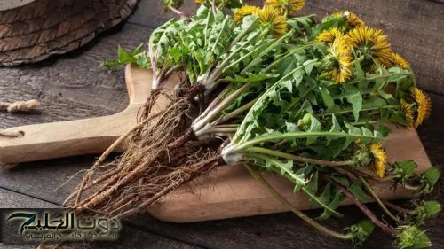 «ولا عمرنا سمعنا عنها حاجة» .. العشبة السحرية لتنظيف الكبد من السموم مهما كان تالف وتحارب الكولسترول .. ضاع