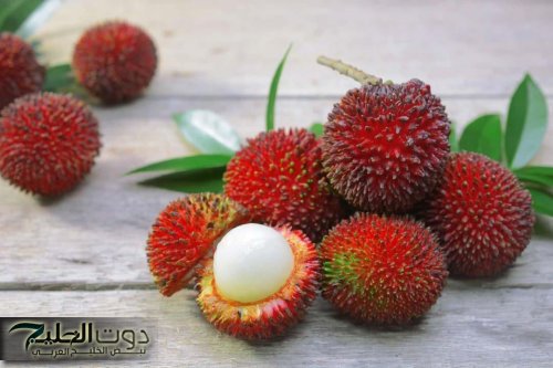 "فاكهة خارقة" تزرع في مصر تحميك من السرطان … يا سعدك يا هناك لو زرعتها هتبقي من الأغنياء لو نجحت