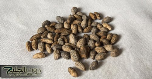 كنوز ربانية .. 12 فائدة لنواة الزيتون لم تكن تعرفها من قبل أهمها الوقاية من السرطان وأمراض القلب .. فوائد