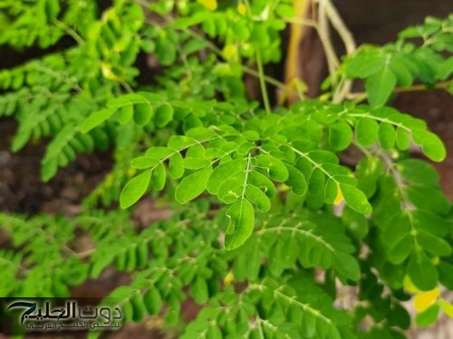 “ معجزة ربانية لا تقدر بثمن ” .. عشبة سحرية تحيي وظائف الكلى وتعيد نشاط الكبد مهما كان تالف وتحارب