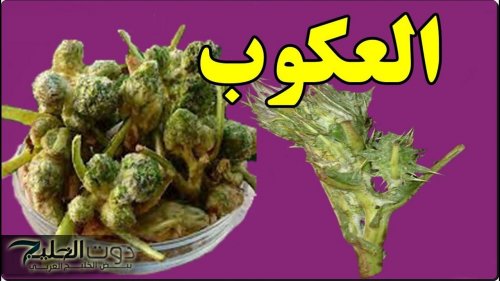 معجزة من السماء .. عشبة خارقة تنظف الكلي والكبد وتطهر القولون من الغازات والبراز المتحجر وتقوي المناعة