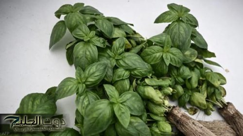 تعرفي على العشبة السحرية لتذويب الدهون وتعزيز الرشاقة