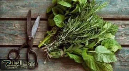 «كنز رباني لا يقدر بثمن».. عشبة طبيعية تقضي على آلالام مهما كانت بمعلقة واحدة فقط من اول مرة!! | مفعولها رهييييب