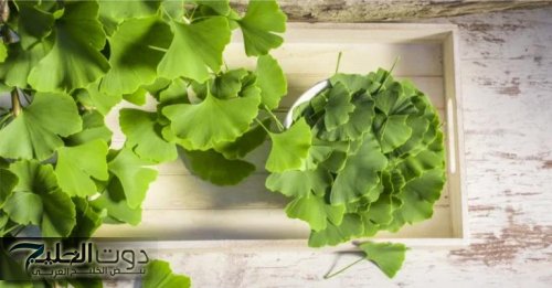 «ازاي عايشين كل ده ومنعرفش»… عشبة موجودة في كل بيت تعيد احياء الذاكرة من اول استخدام