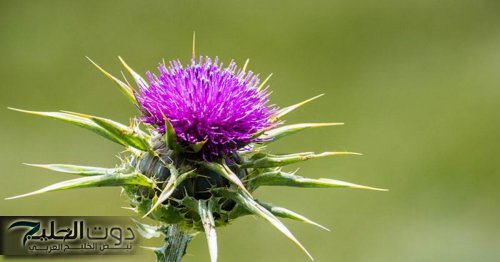 حيرت العالم كله .. عشبة ربانية تنمو في الصحراء تعالج السرطان نهائيا وتقتل الورم بدون جراحة ولا حتي كيماوي