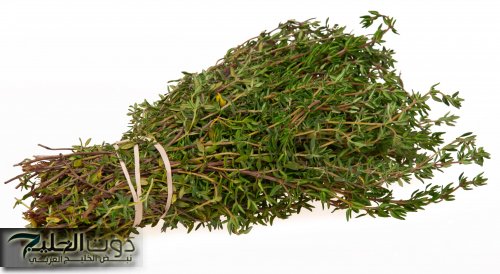 عشبة تسوي ملايين وانت متعرفش قيمتها.. عشبة بسيطة مهملة قادرة على إعادة شبابك حتى لو عمرك 70 سنة وبعكاز!