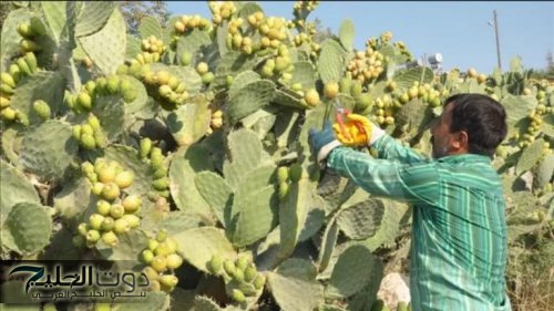 «سعرها قليل لكن مفعولها يساوي ذهب»… فاكهة مهملة بسعر التراب في مصر تمنع ارتفاع السكري وتقضي على الامساك