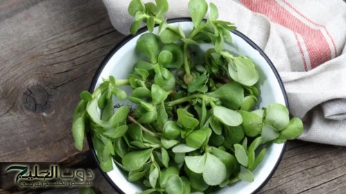 «الكل عارفها كويس».. عشبة برية برائحة جبارة تنمو في الاجواء الوعرة لكنها تقضي على الورم الخبيث ودواء سحري