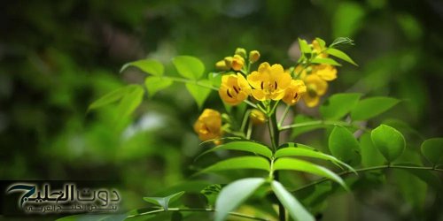 «العشبة السحرية التي أذهلت الأطباء».. السنامكي لتنظف القولون وفقدان الوزن ونمو وتكثيف الشعر