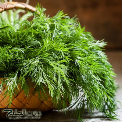 «معجزة نزلت من السماء».. عشبة مهملة في كل بيت تنظم السكر وتعالج الانتفاخ وتحميك من هشاشة العظام!!