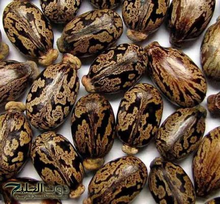 «كنز ثمين موجود في كل بيت؟!».. عشبة من الجنة متوفرة في كل مطبخ تعالج النقرس وآلام المفاصل ولها فوائد