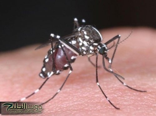 ما هي ذبابة النمر الأسود التي أرعبت الأردنيين