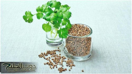 أقوى من إبرة الانسولين ب600مرة... عشبة سماوية جبارة تضبط السكر في الدم وتفتت الحصى في الكلى