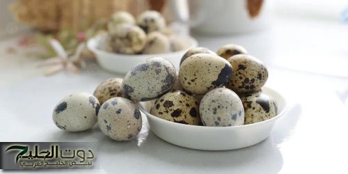 بيض السمان قوة غذائية خارقة في قشرة صغيرة