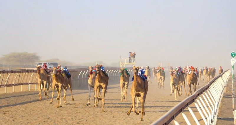 انطلاق منافسات اليوم الأول للمحطة الثالثة لسباقات الهجن الأهلية ببركاء