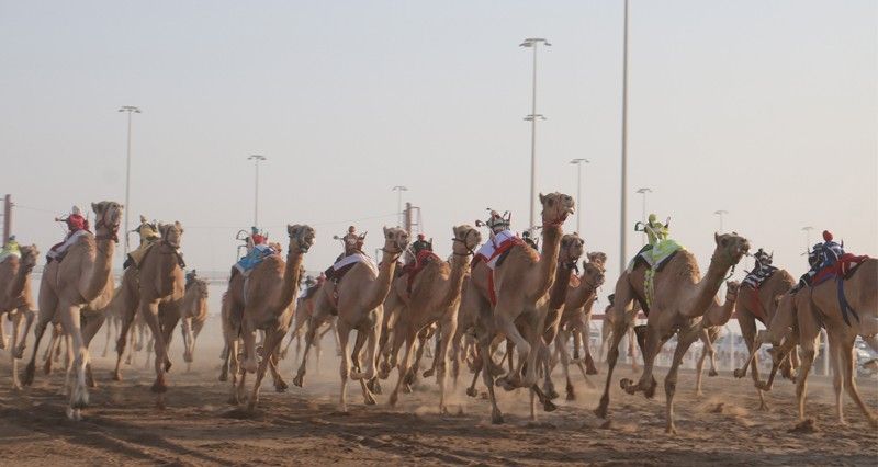 18 شوطا فـي المحطة الثالثة لسباقات الهجن الأهلية بميدان البشائر بأدم
