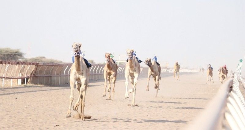 ختام سباقات المحطة الثالثة للهجن الأهلية ببركاء والبشائر