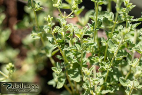 "السحر اللي في مطبخك!!".. عشبة سحرية للقضاء على التجاعيد واستعادة شباب البشرة!!.. موجودة في كل بيت