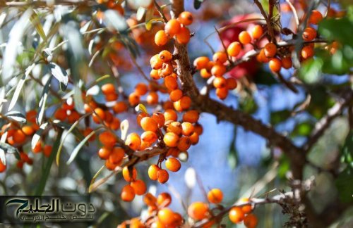 ثمرة صغيرة تحارب 3 أمراض قاتلة وتكافح التجاعيد