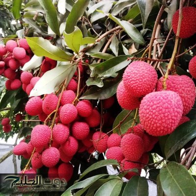 العشبة المعجزة.. نبات يؤخر الشيخوخة ويقلل من علامات تقدم السن.. هترجعي شباب لو عمرك اكثر من 70 سنه