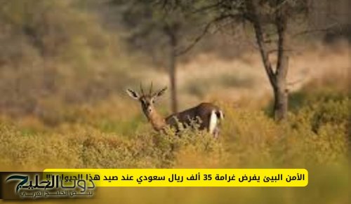 الأمن يفرض غرامة 35 ألف ريال سعودي عند صيد هذا الحيوان في اي منطقة في السعودية