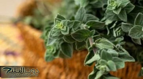 «الفرصة لسه قدامك» .. لو عايز تحافظ علي صحتك لحد سن الـ 70 استخدم هذه العشبة المهملة وانسي انك هتروح لدكتور