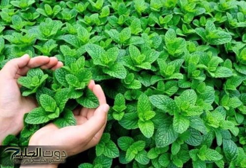 "ضاع عمرنا واحنا منعرفش" .. عشبة جبارة تخفض السكر التراكمي في الدم فوراً خلال 30 دقيقة| أقوى من الأنسولين