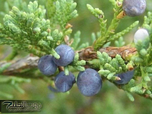 اكتشف سر العشبة المنسية التي تعيد احياء الكبد مهما كانت تالفة وتقضي على الكولسترول وتعالج الزكام والسعال