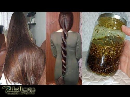 “العشبة العجيبة” إعادة الأمل والحياة للشعر.. عشبة مثل السحر توجد في كل منزل دون أن تعلم الكنز العجيب