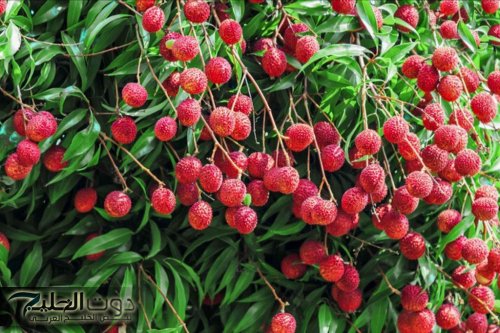 فاكهة تقضي على الشيخوخة وهترجعك شباب زي الأول.. مشروع مربح وفوائد لا تتوقعها